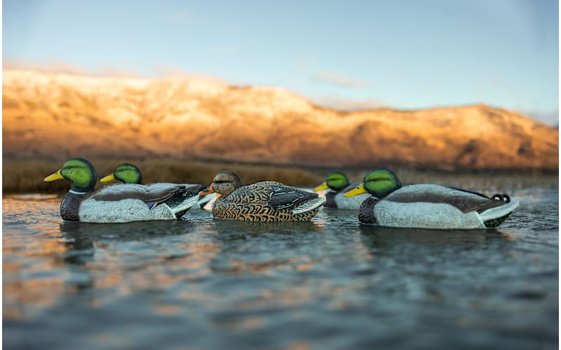 Higdon Legacy Magnum Mallard Decoys 6 Pack | Mack's PW