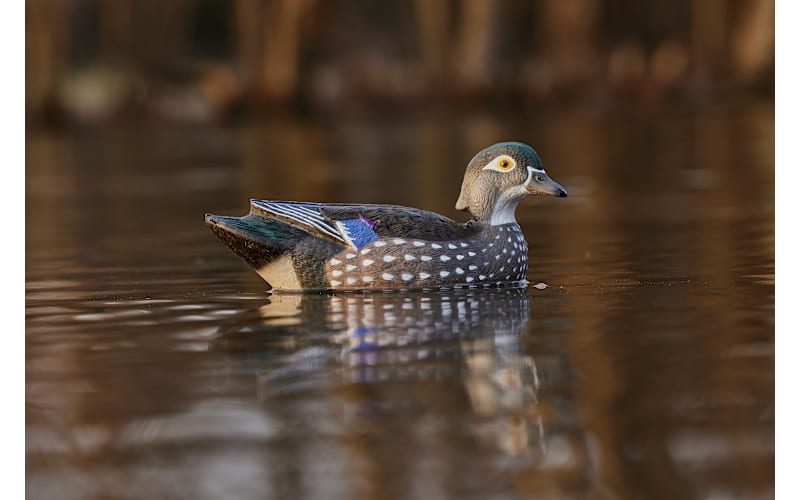 【Mad】EASTWOOD STUDIO WATERFOWL Northern Flight Big Spread Wood Duck Decoy Pack | Bass Pro Shops