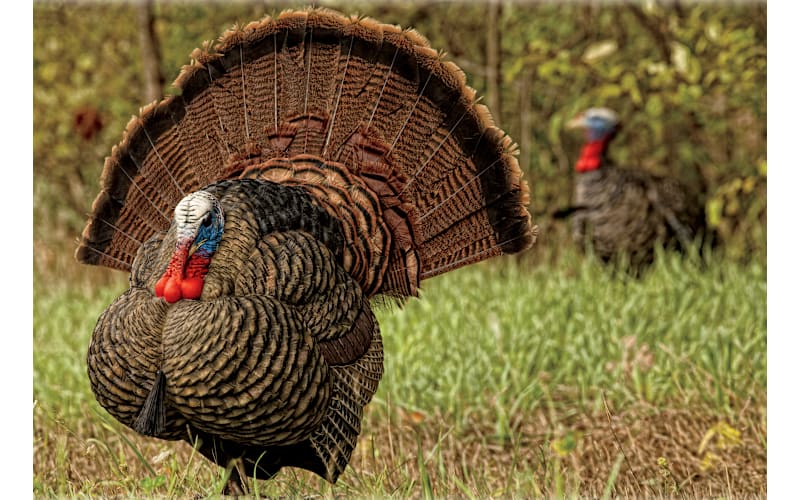Avian-X LCD Strutter Turkey Decoy | Mack's Prairie Wings