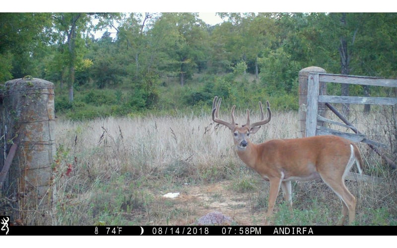 Trophy Rock Four65 Mineral Deer Supplement Bass Pro Shops