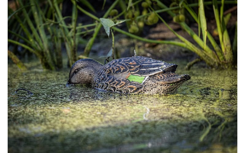 Avian-X Topflight Green-Winged Teal Duck Decoys 6-Pack | Cabela's
