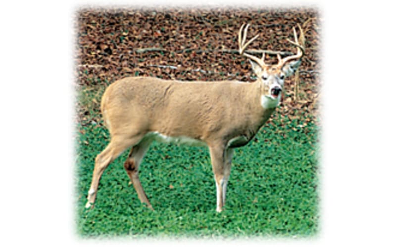 Imperial Whitetail Clover Wild Game Seed