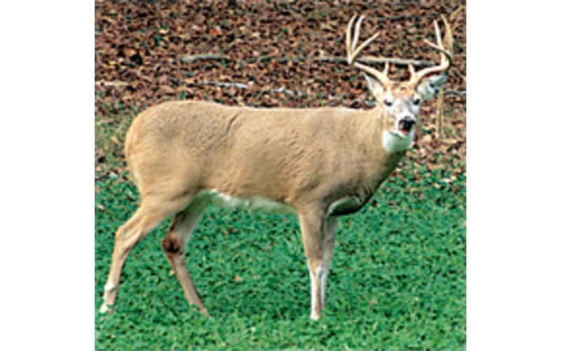 Whitetail Institute Imperial No Plow Food