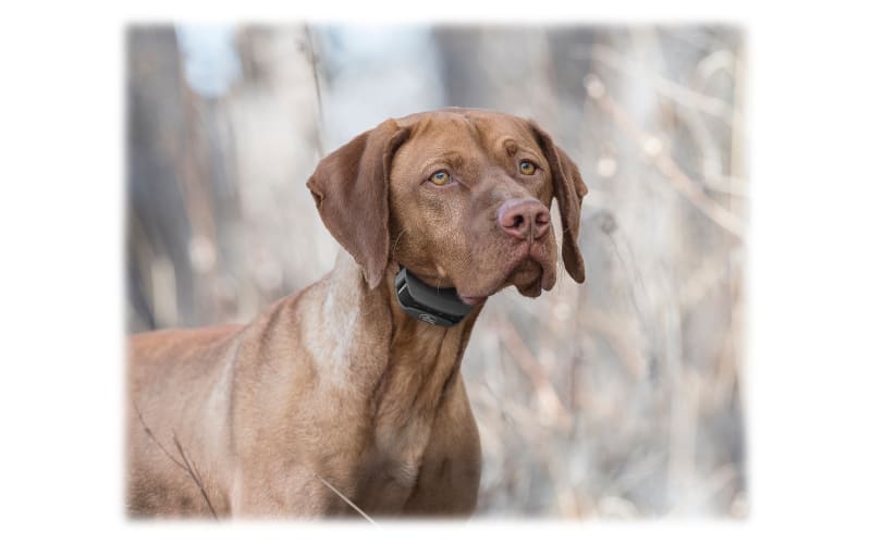 Sportdog sport trainer hot sale 575