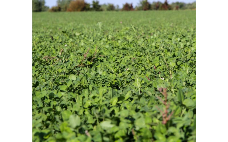 Ani-Logics CRUSH Pro Clover Food Plot Mix Deer Supplement | Cabela's