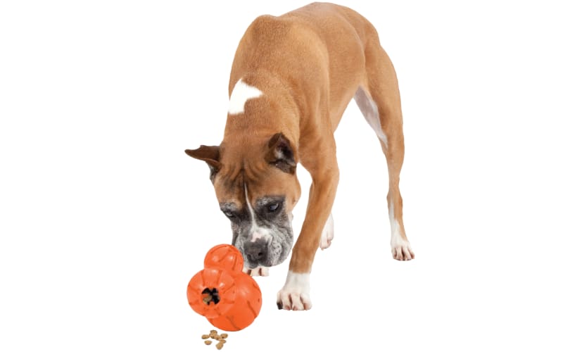 PetSafe Busy Buddy Barnacle Bass Pro Shops
