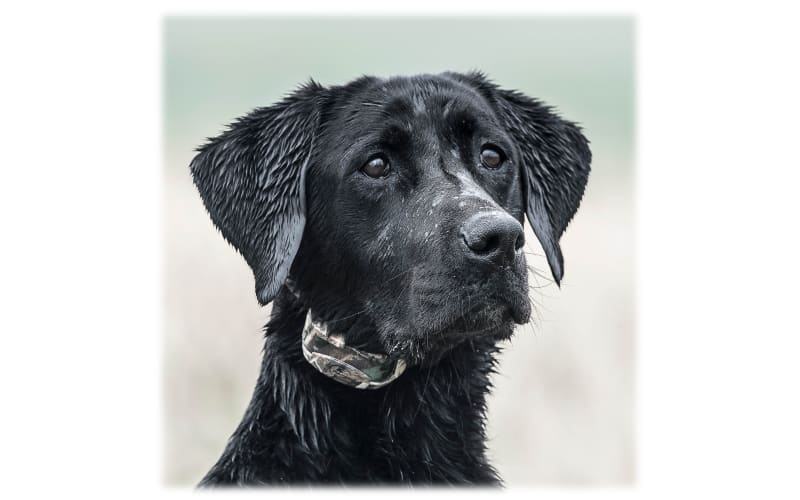 Sportdog add a hot sale dog