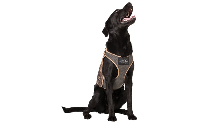 Cabelas neoprene dog vest hotsell