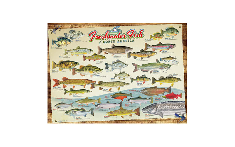 Cobble Hill Freshwater Fish of North America Puzzle - 1000 Pieces