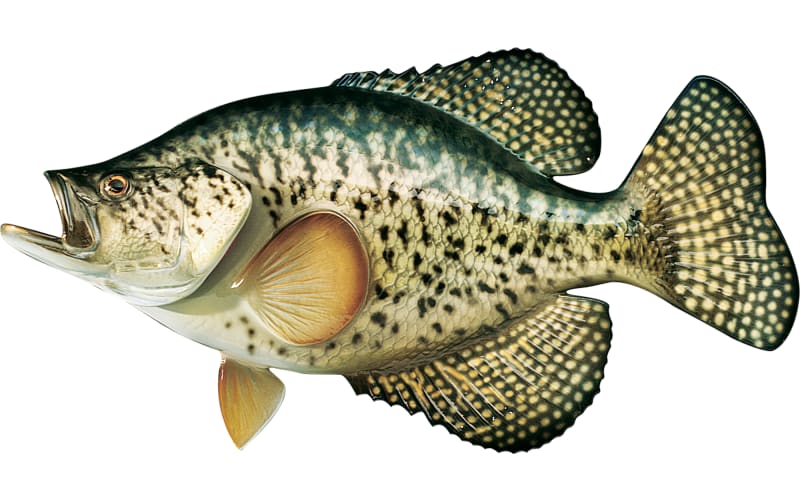 cabellas fishing pole crappie Cabela's Freshwater Fish Mount Replica Crappie