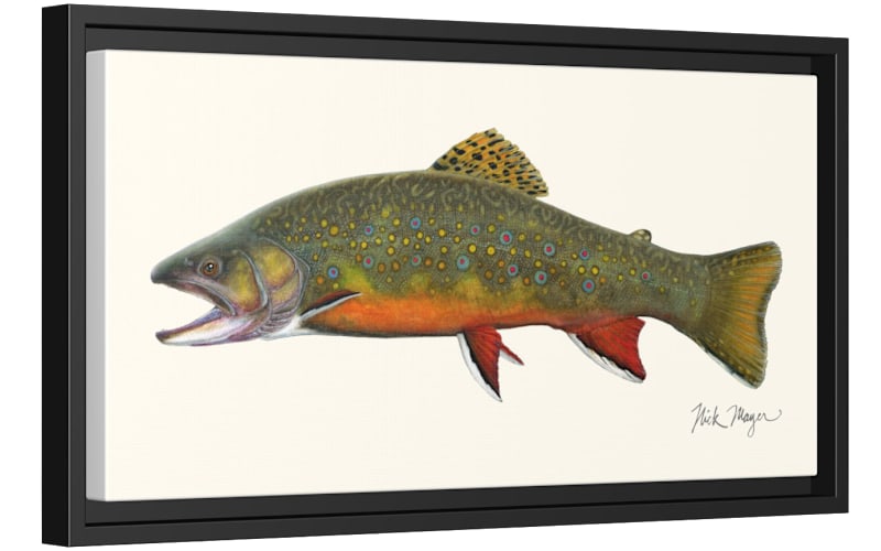 Nick Mayer Brook Trout Framed Canvas | Cabela's