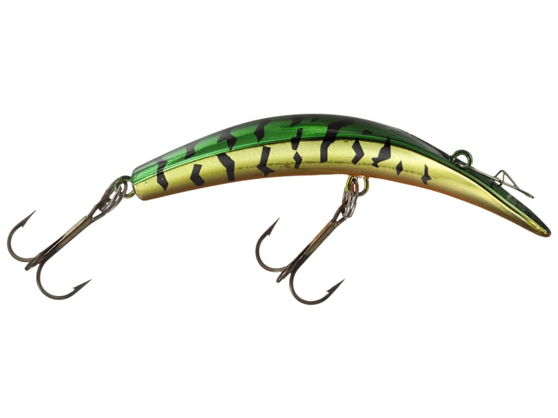 ジュディス ガイガー JUDITH  「Coris Fish」 Corydoras_colossus--CW45--