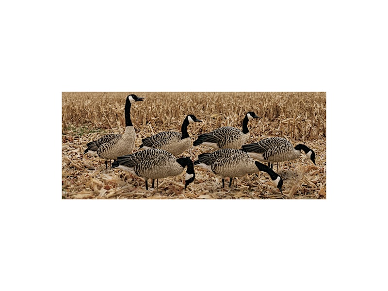 Avian-X® Fusion Honker Goose-Decoy Pack Bass Pro Shops Canada