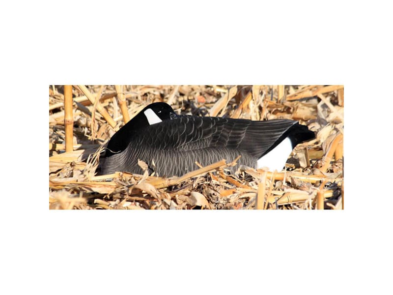 Dakota Canada One Piece Sleeper Shell Goose Decoys 12 Pack Bass