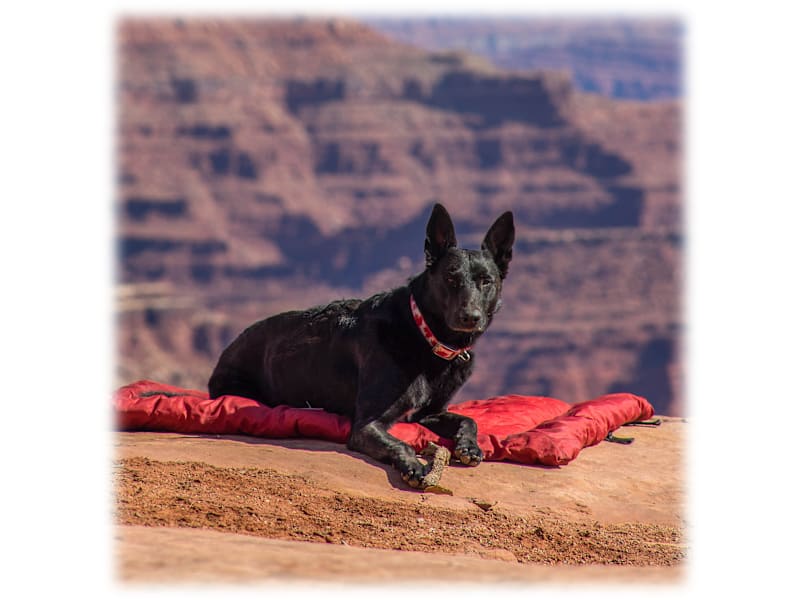 Travel Dog Kurgo Wander Bed Kurgo Loft Wander Dog Bed Cabela's