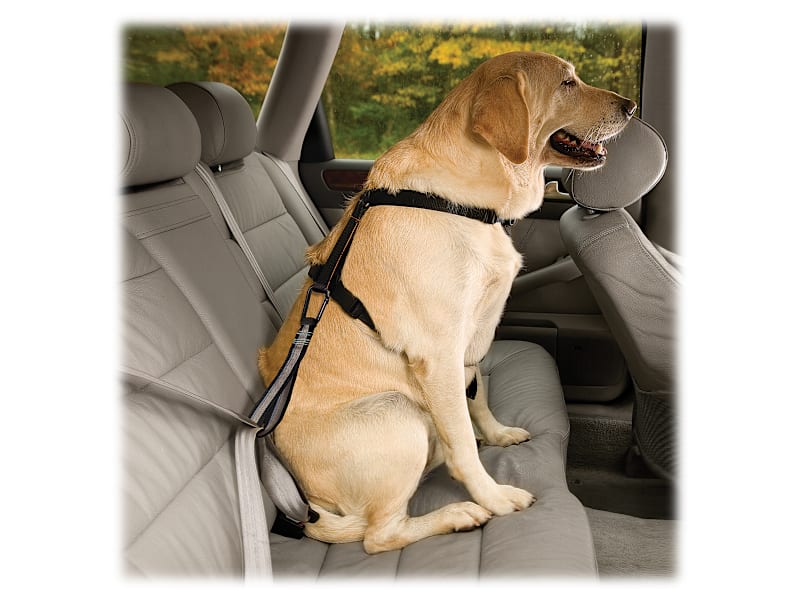 Kurgo Dog Seat Belt Leash Kurgo® Direct To Seatbelt Tether For