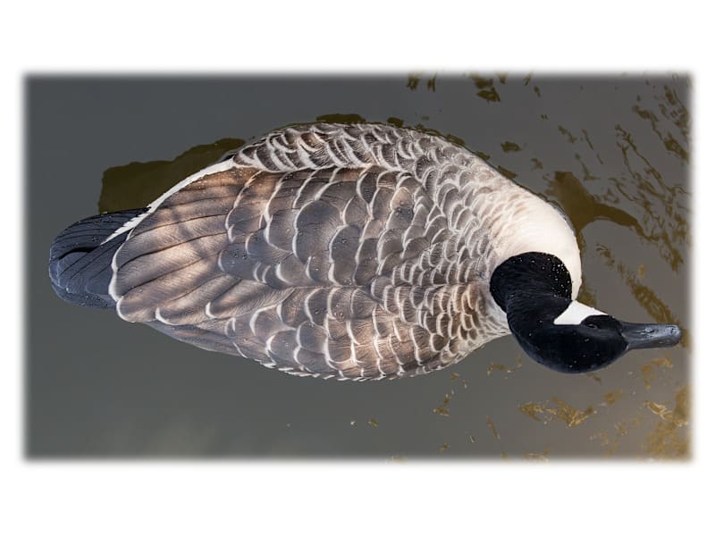 Avian-X Topflight Honker Floater Canada Goose Decoys Pack Cabela's