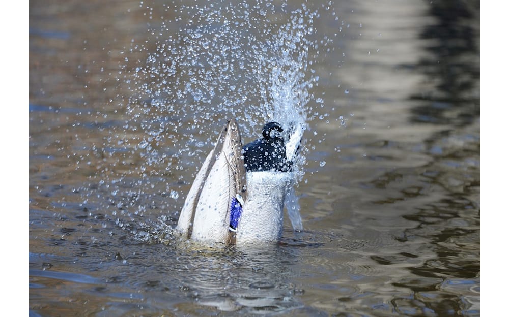 Higdon Decoys Pulsator 2 Plug-N-Hunt Motion Duck Decoy System