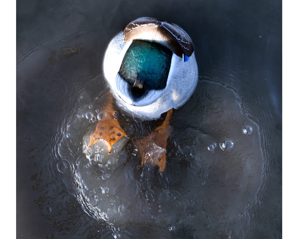 Avian-X Power Butt Kicker Motion Duck Decoy 2 Pack