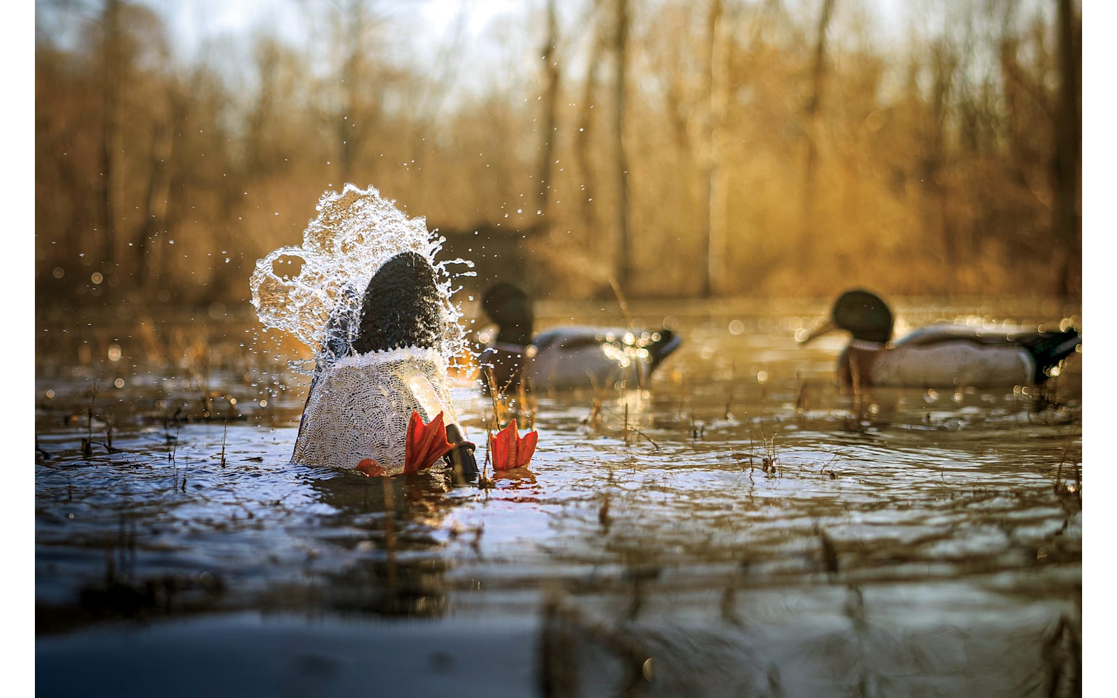 Higdon Pulsator PRO Mallard Drake Motorized Duck Decoy with Feet