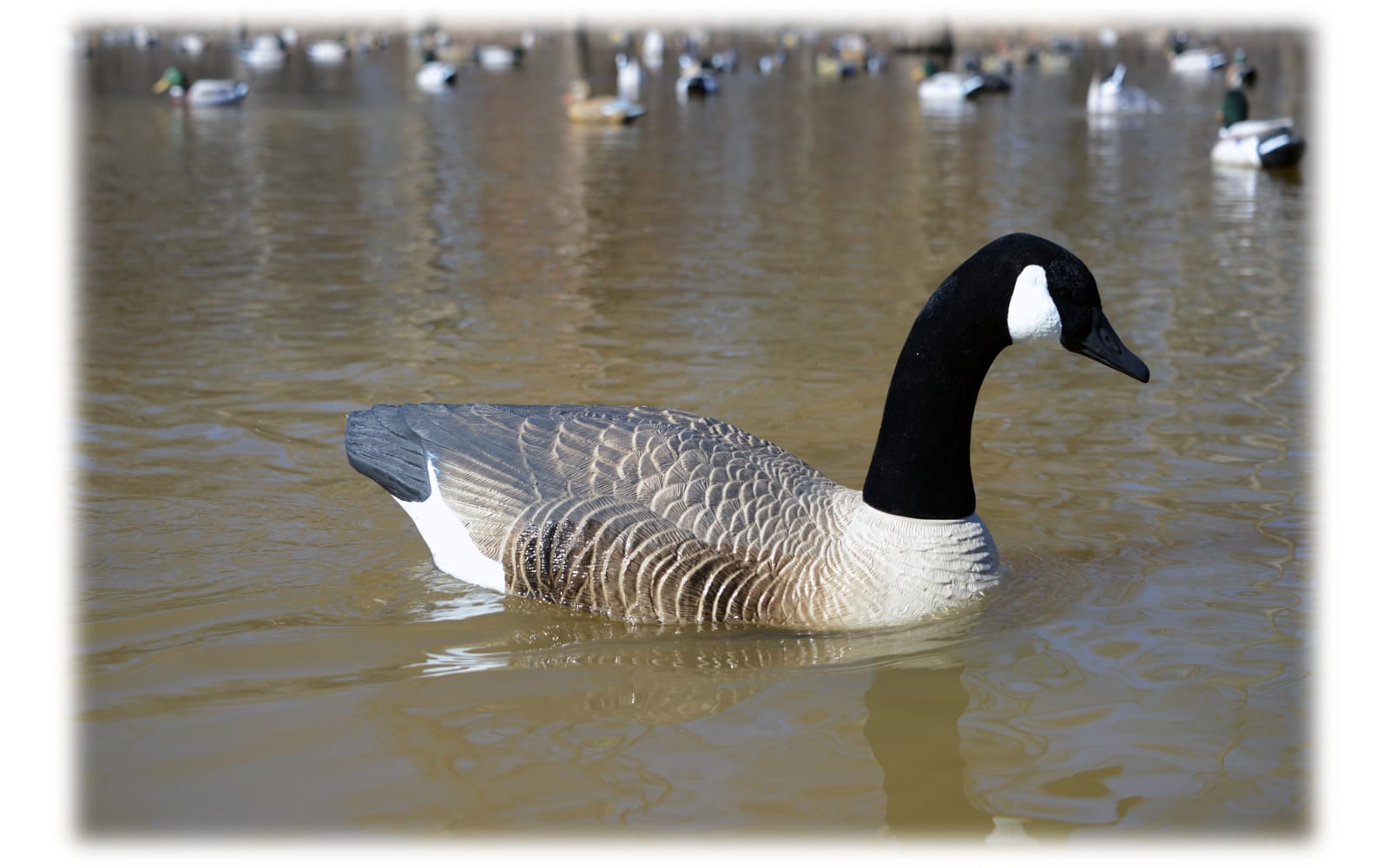 bulk decoy club promo code
