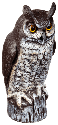 Great Horned Owl - help keep seagulls off of our dock!