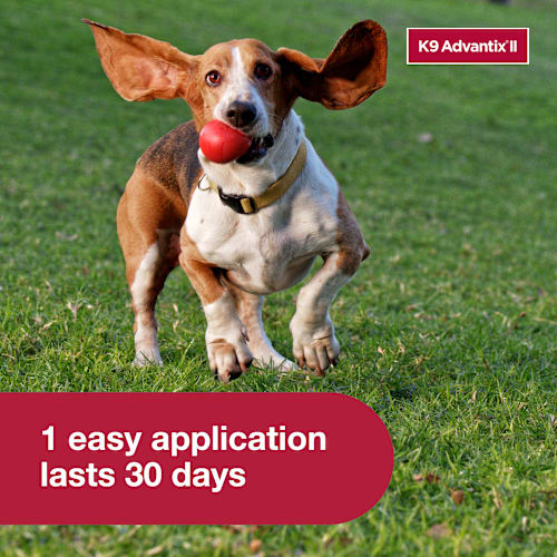 Elanco K9 Advantix II Flea and Tick Prevention - 11-20 lbs. - K9 Advantix II Medium Dog 2-Pack