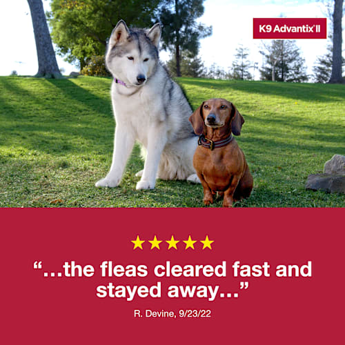 2 Pack Elanco K9 Advantix II Flea and Tick Prevention - > 55 lbs. - K9 Advantix II Extra Large Dog 2-Pack
