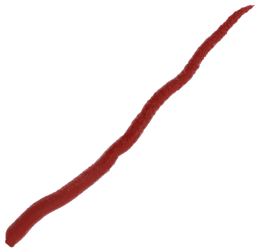 Buy live bloodworms hot sale canada