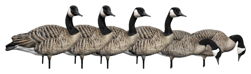 Avian X AXP Full Body Canada Goose Decoy Honker Pack Cabela s
