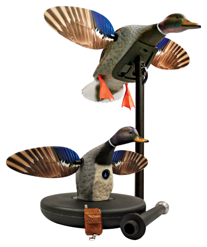 6+ Wood Duck Mojo