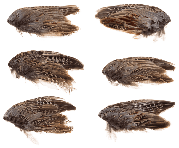Cabela's　Designs　Pheasant　Wild　Wings　Classic　T