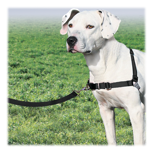 Easy walk harness on dog hot sale