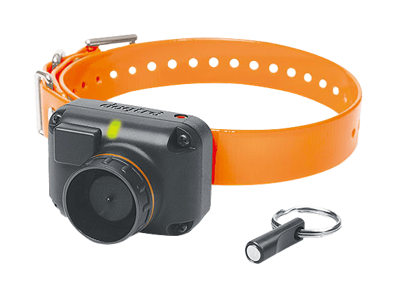 Bass pro dog training collars clearance