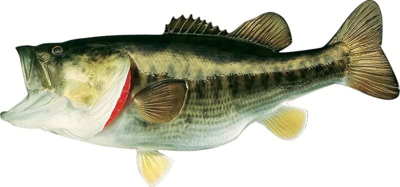 Largemouth Bass Taxidermy Fish Mount For Sale