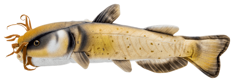Catfish plush new arrivals