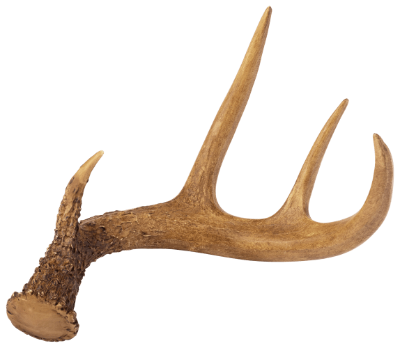 Antlers outlet