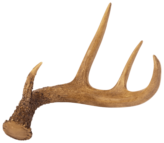 DIY Guide to Scoring Antlers