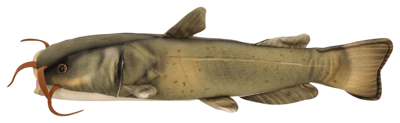 Bass Pro Shops Channel Catfish Stuffed Plush Cabela s