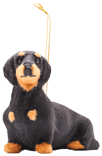 Dachshund furry 2024