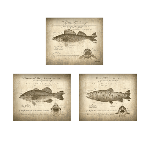 Scott Kennedy Vintage 3-Piece Fish Identification Block Mount Set