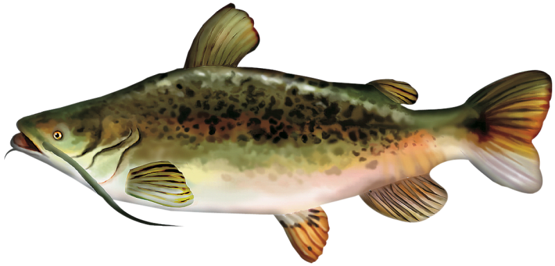 Catfish toy 2025