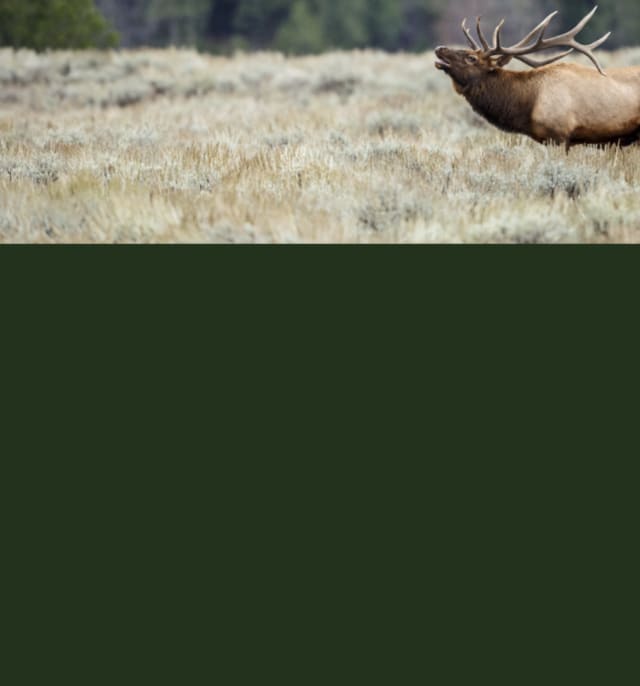 Deer in a field