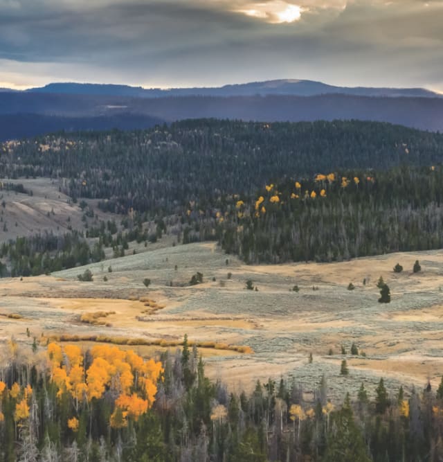 Field with mountains and poppies on the horizon
