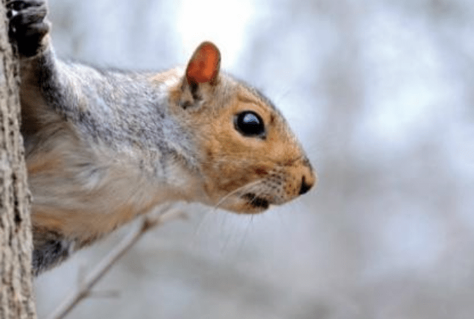 Cure Winter Boredom With a Squirrel Still-Hunt
