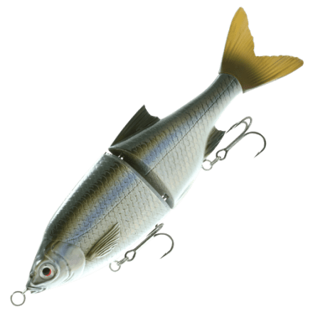 Madcat: Attrezzatura per la pesca del Siluro