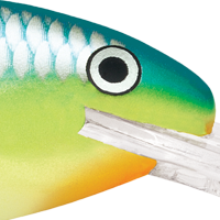 Caribbean Shad