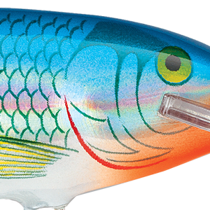 Holographic Blue Shiner