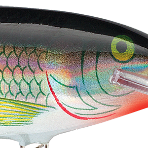 Holographic Shiner