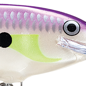 Regal Shad